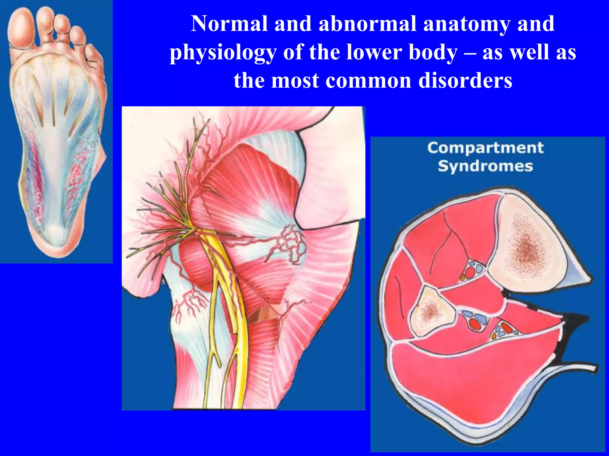 Normal and abnormal anatomy and
physiology of the lower body – as well as
the most common disorders
 