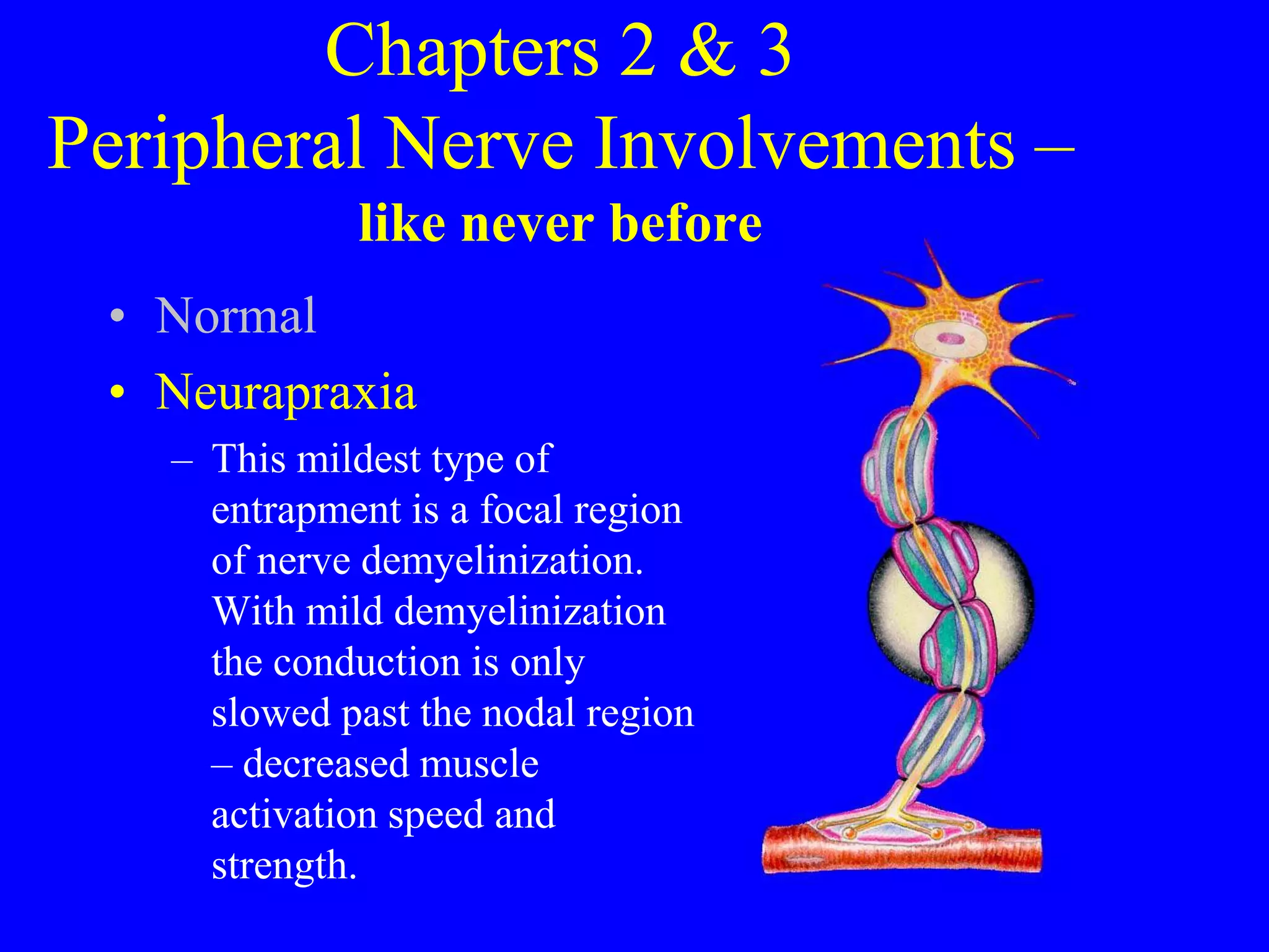 Chapters 2 & 3
Peripheral Nerve Involvements –
like never before
• Normal
• Neurapraxia
– This mildest type of
entrapment is a focal region
of nerve demyelinization.
With mild demyelinization
the conduction is only
slowed past the nodal region
– decreased muscle
activation speed and
strength.
 