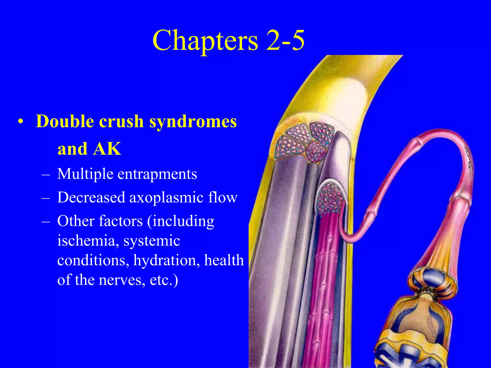Chapters 2-5
• Double crush syndromes
and AK
– Multiple entrapments
– Decreased axoplasmic flow
– Other factors (including
ischemia, systemic
conditions, hydration, health
of the nerves, etc.)
 