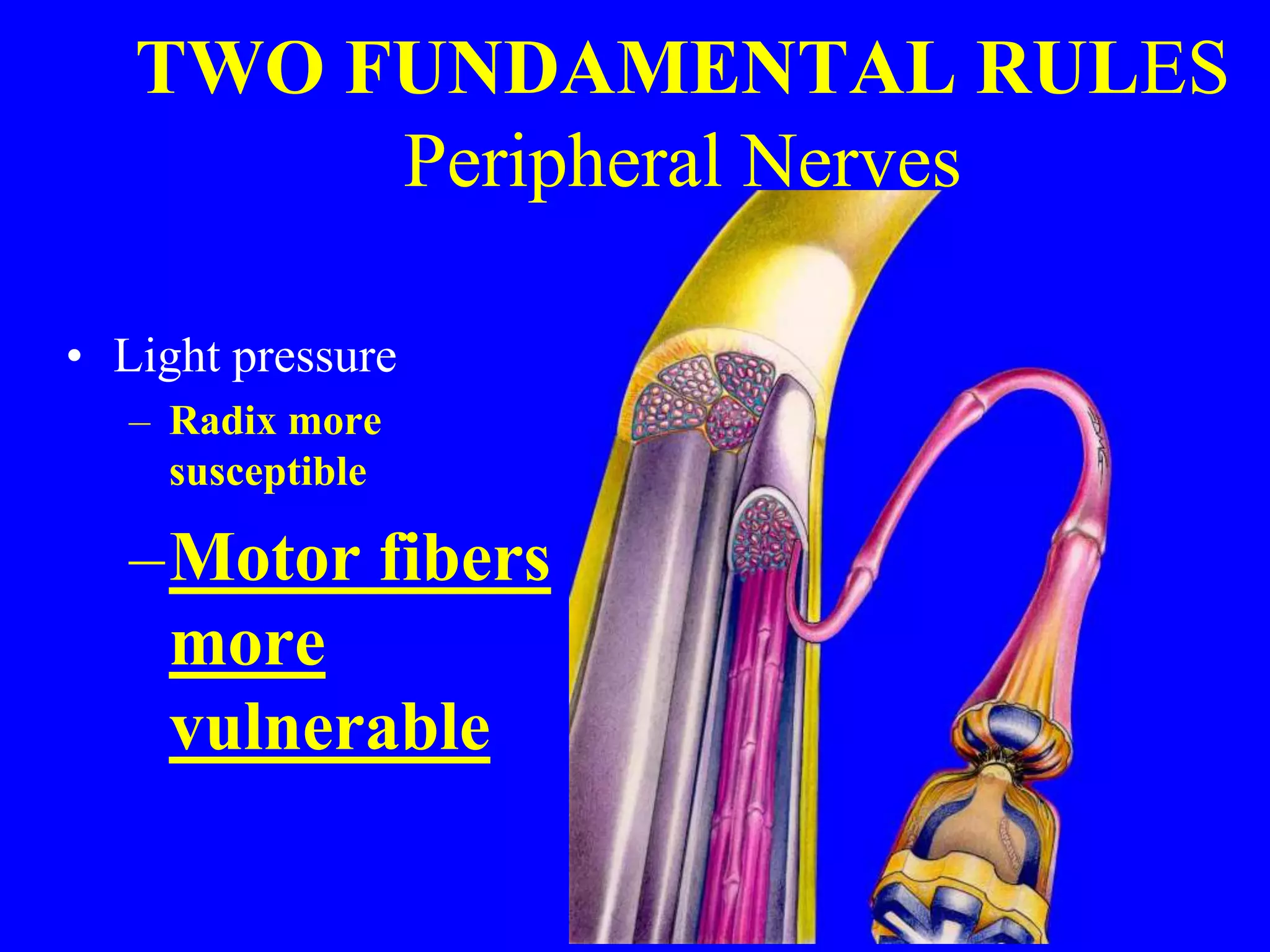 TWO FUNDAMENTAL RULES
Peripheral Nerves
• Light pressure
– Radix more
susceptible
–Motor fibers
more
vulnerable
 