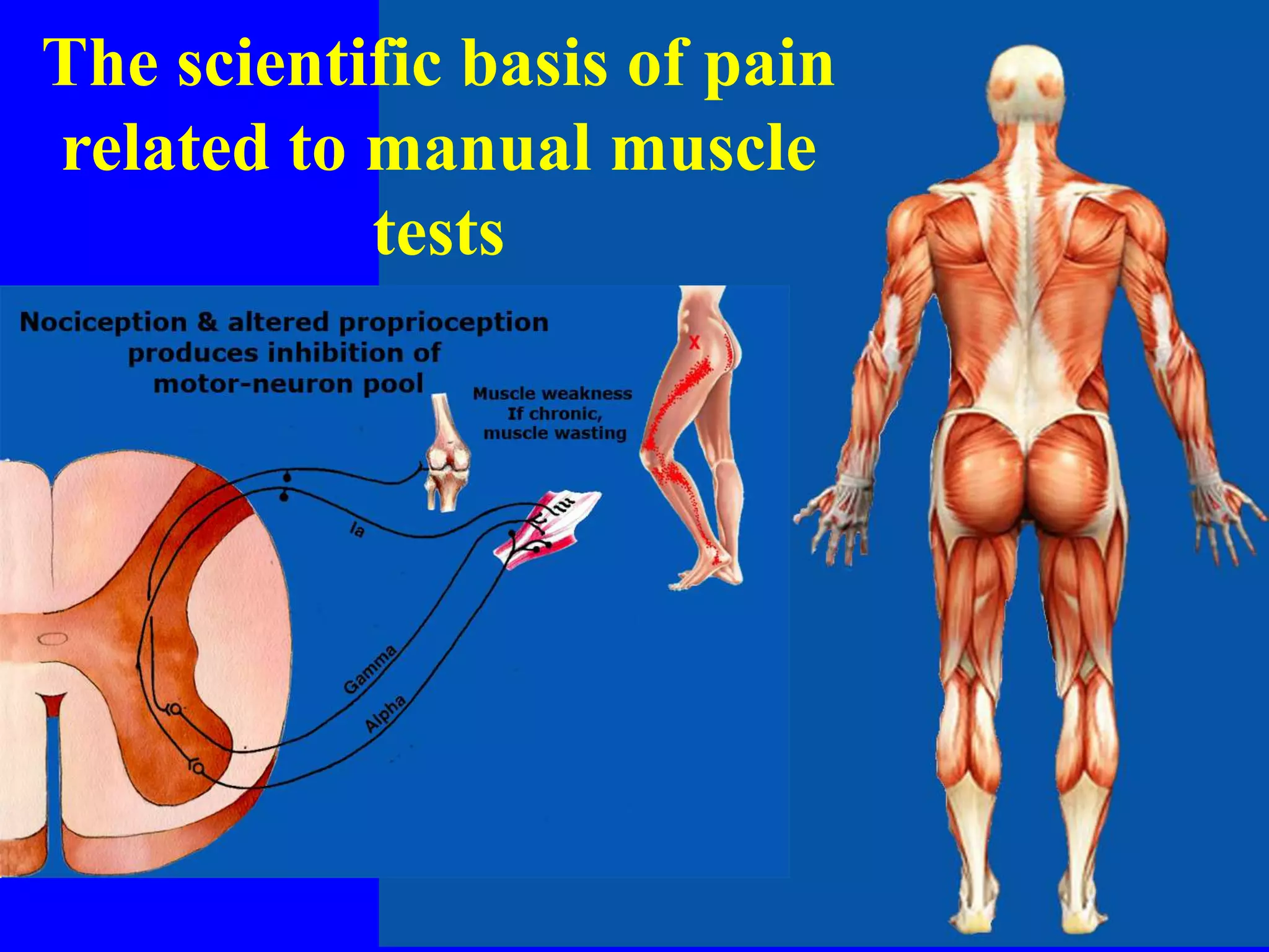 The scientific basis of pain
related to manual muscle
tests
 