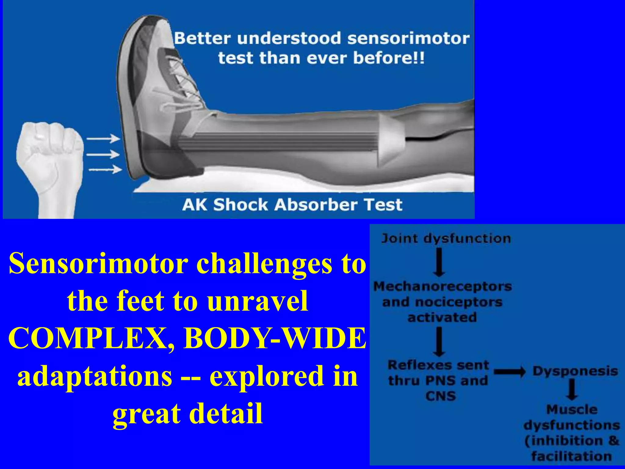 Sensorimotor challenges to
the feet to unravel
COMPLEX, BODY-WIDE
adaptations -- explored in
great detail
 