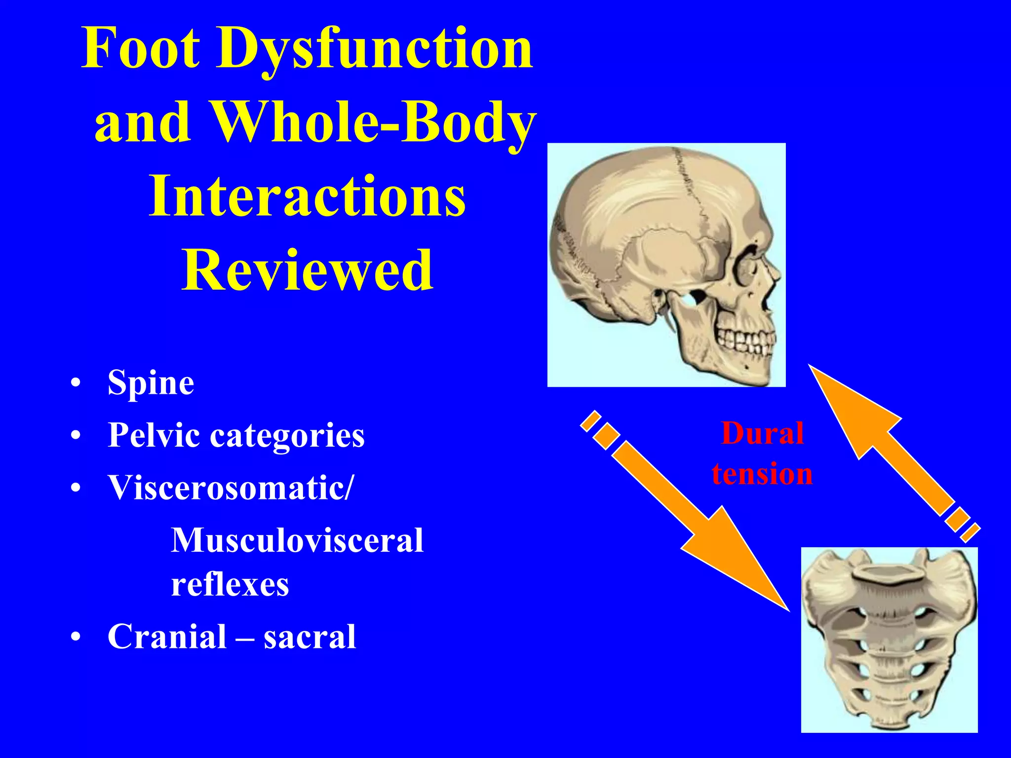 Foot Dysfunction
and Whole-Body
Interactions
Reviewed
• Spine
• Pelvic categories
• Viscerosomatic/
Musculovisceral
reflexes
• Cranial – sacral
Dural
tension
 
