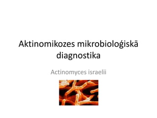 Aktinomikozes mikrobioloģiskā
         diagnostika
       Actinomyces israelii
 
