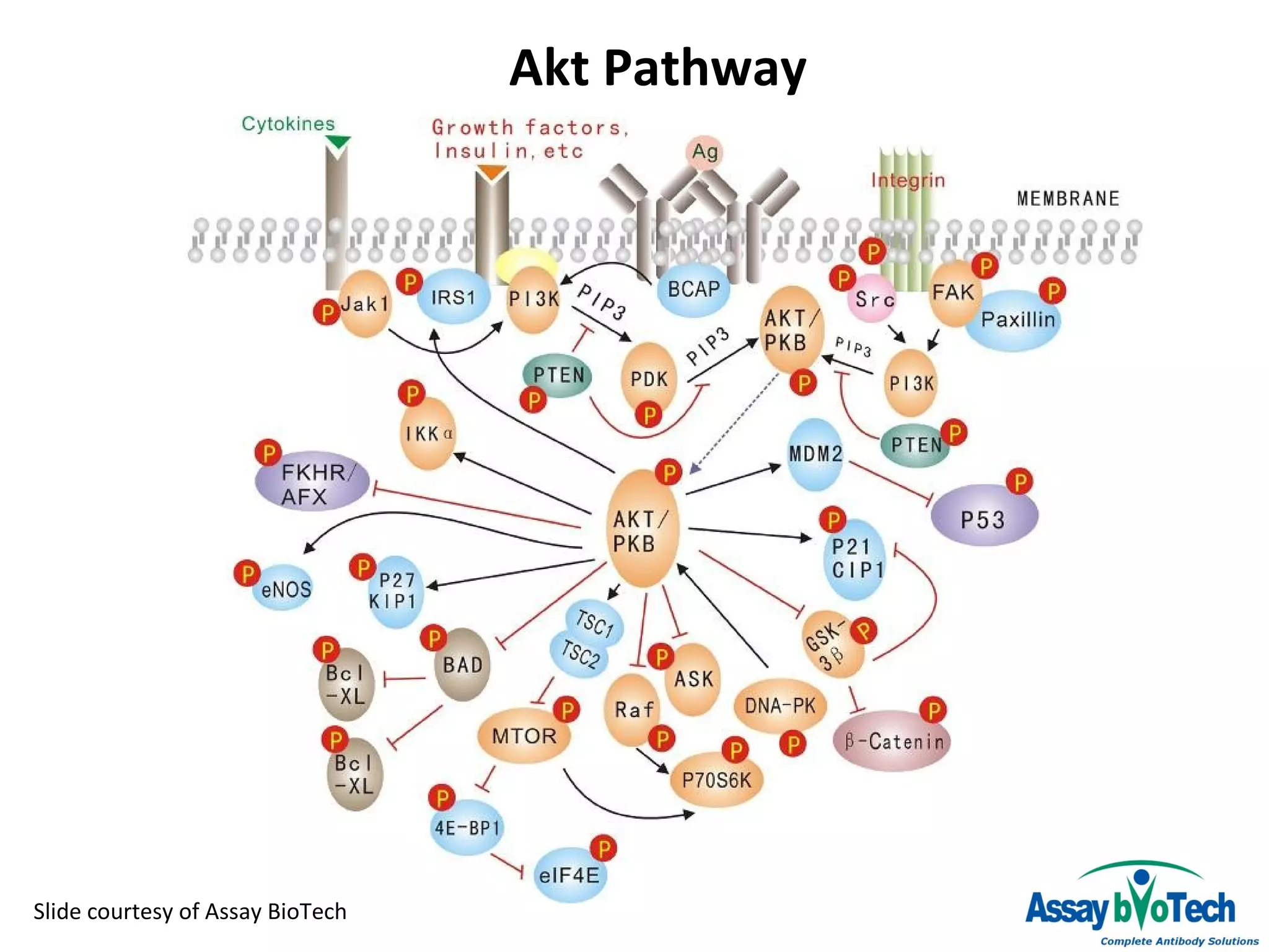 Akt pathway assay bio tech | PPT