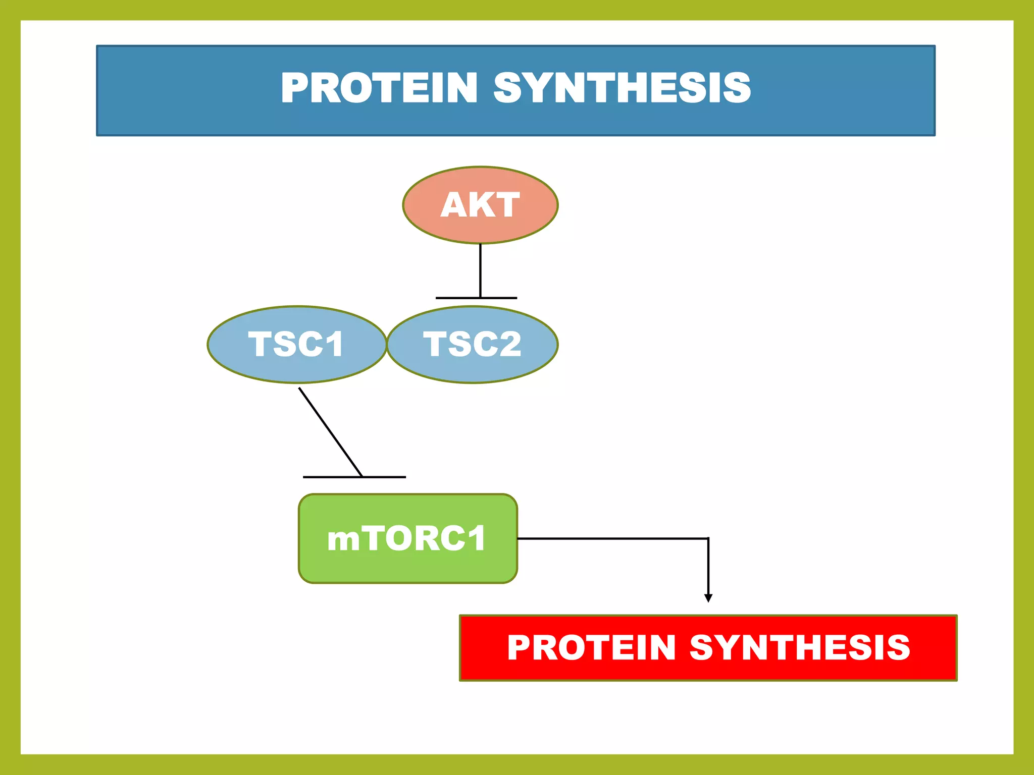 AKT/PKB SIGNALING PATHWAY | PPTX