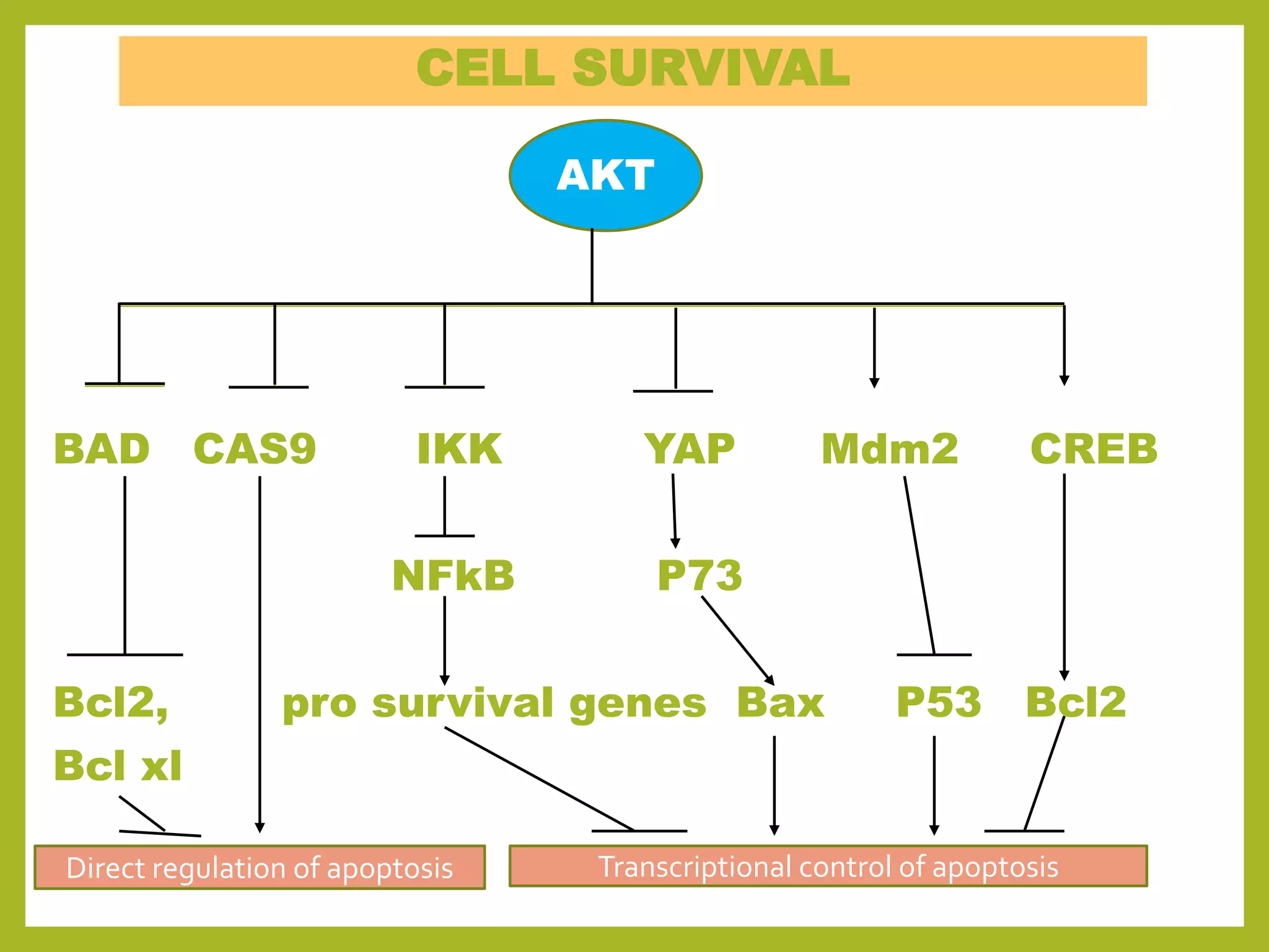 AKT/PKB SIGNALING PATHWAY | PPTX