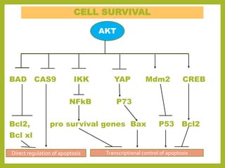 AKT/PKB SIGNALING PATHWAY | PPTX