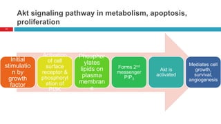 Akt signaling pathway in metabolism, apoptosis,
proliferation
Initial
stimulatio
n by
growth
factor
Activation
of cell
surface
receptor &
phosphoryl
ation of
PI3K
Phosphor
ylates
lipids on
plasma
membran
e
Forms 2nd
messenger
PIP3
Akt is
activated
Mediates cell
growth,
survival,
angiogenesis
11
 