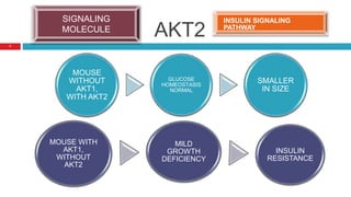 AKT2
INSULIN SIGNALING
PATHWAY
SIGNALING
MOLECULE
MOUSE
WITHOUT
AKT1,
WITH AKT2
GLUCOSE
HOMEOSTASIS
NORMAL
SMALLER
IN SIZE
MOUSE WITH
AKT1,
WITHOUT
AKT2
MILD
GROWTH
DEFICIENCY
INSULIN
RESISTANCE
7
 