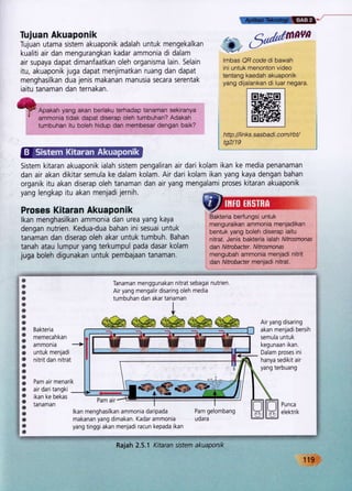 ,8#:
%$r-
s
Tujuan Akuaponik
Tujuan utama sistem akuaponik adalah untuk mengekalkan
kualiti air dan mengurangkan kadar ammonia dr dalam
air supaya dapat dimanfaatkan oleh organisma lain. Selain
itu, akuaponik juga dapat menjimatkan ruang dan dapat
menghasilkan dua jenis makanan manusia secara serentak
iaitu tanaman dan ternakan.
Apakah yang akan berlaku terhadap tanaman sekiranya
ammonia tidak dapat diserap oleh tumbuhan? Adakah
tumbuhan itu boleh hidup dan membesar dengan baik?
Sistem kitaran akuaponik ialah sistem pengaliran air
dan air akan dikitar semula ke dalam kolam. Air dari
organik itu akan diserap oleh tanaman dan air yang
yang lengkap itu akan menjadi jernih.
Proses Kitaran Akuaponik
lkan menghasilkan ammonia dan urea yang kaya
dengan nutrien. Kedua-dua bahan ini sesuai untuk
tanaman dan diserap oleh akar untuk tumbuh. Bahan
tanah atau lumpur yang terkumpul pada dasar kolam
juga boleh digunakan untuk pembajaan tanaman.
+,ffi-
:@) ,Jul'rtmovn
lmbas OB code di bawah
ini untuk menonton video
tentang kaedah akuaponik
yang dijalankan di luar negara
http :/l i n ks. sasbad i. com/rbt/
tg2/19
dari kolam ikan ke media penanaman
kolam ikan yang kaya dengan bahan
mengalami proses kitaran akuaponik
menguraikan ammonia menjadikan
bentuk yang boleh diserap iaitu
nitrat. Jenis bakteria ialah Nifrosrnonas
dan Nitrobacte r. Nitrosmonas
mengubah ammonia menjadi nitrit
dan Nltrobacter menjadi nitrat.
Air yang disaring
akan menjadi bersih
semula untuk
kegunaan ikan.
Dalam proses ini
hanya sedikit air
yang terbuang
Pam gelombang
udara
Pu nca
elektrik
@ .--l-^^ ^:.-^! -^L-^-: ^,,+
w Tanaman menggunakan nitrat sebagai nutrlen.
w Air yang mengalir disaring oleh media
w
ffi
W
w
w
w
&
&
s
&
&
e
rs
lm
,s
&
.s
i1e
{*l,W
,t*iii ffi
Bakteria
memecahkan
ammonia
untuk menjadi
nitrit dan nitrat
Pam air menarik
air dari tangki
ikan ke bekas
tanaman
Pam air
lkan menghasilkan ammonia daripada
makanan yang dimakan. Kadar ammonia
yang tinggi akan menjadi racun kepada ikan
",411trfr
se1r.,{..I.+Yt
Rajah 2.5.1 Ktaran sistem akuaponik
Bakteria berfungsi untuk
tumbuhan dan akar tanaman
119
 