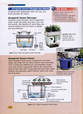 ffi
Akuaponik boleh dilaksanakan dalam dua cara, iaitu
secara takungan dan kitaran.
Akuaponik Secara liekungan
Akuaponik secara takungan hanya menggunakan
kolam, tangki, atau bekas yang sama untuk ikan
dan tanaman. lkan dipelihara di dalam bekas dan
tanaman berada di atas permukaan air dengan
akar yang terendam.
Batu udara Tiub udara eleKtrlk
Rajah 2.5.2 Srsfem akuaponik secara takungan
Akuaponik Secara Kitaran
Sistem akuaponik secara kitaran menggunakan dua bekas
tangki, iaitu tangki ikan dan bekas tanaman secara berasingan.
Cara ini mempunyai kelebihan dari segi penyediaan oksigen
untuk akar tanaman supaya lebih terjamin dan membuatkan
tanaman lebih sihat selain mengurangi risiko busuk akar. Media
tanaman yang digunakan seperti hidroton, kerikil, atau media
lain yang sesuai.
Wr;:m ,,
Akuaponik terdiri daripada dua
bahagian utama, iaitu:
. bahagian hidroponik: digunakan
untuk menyuburkan tanaman
o bahagian akuakultur: digunakan
untuk menternak hidupan akuatik
Gambar Foto 2.5.3
Tanaman yang
tumbuh subur di
atas akuarium ikan
Gambar Foto 2.5.4 Srsfem
akuaponik secara kitaran
j
i
t
-f
Air keluar dari
bekas tanaman
ke tangki ikan
Bekas tanaman
yang mengandungi
hidroton
Sistem pengairan
Air masuk ke dalam bekas
penanaman
Pu nca
elektrik
Batu udara Pam air Pam air menarik air dari tangkibalu uoara ram alr I oil r or il rEr ror rN oil uor I Lor ryNr
$
,, ikan ke bekas tanaman .t
Tanaman
120
Rajah 2.5.3 Srsfem akuaponik secara kitaran
 