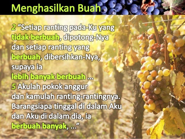 91+ Gambar Pokok Anggur Dan Rantingnya HD 91+ Gambar Pokok Anggur Dan Rantingnya HD