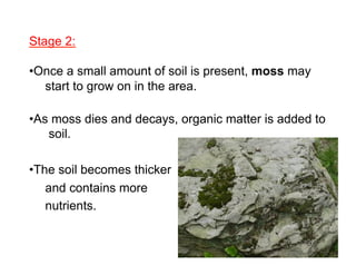Stage 2:
• Once a small amount of soil is present, moss may
start to grow on in the area.
• As moss dies and decays, organic matter is added to
soil.
• The soil becomes thicker
and contains more
nutrients.

 