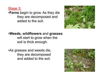Stage 3:
• Ferns begin to grow. As they die
they are decomposed and
added to the soil.
• Weeds, wildflowers and grasses
will start to grow when the
soil is thick enough.
• As grasses and weeds die,
they are decomposed
and added to the soil.

 
