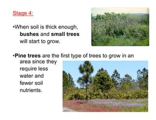 Stage 4:
• When soil is thick enough,
bushes and small trees
will start to grow.
• Pine trees are the first type of trees to grow in an
area since they
require less
water and
fewer soil
nutrients.

 