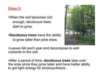 Stage 5:
• When the soil becomes rich
enough, deciduous trees
start to grow.
• Deciduous trees have the ability
to grow taller than pine trees.
• Leaves fall each year and decompose to add
nutrients to the soil.
• After a period of time, deciduous trees take over
the area since they grow taller and have better ability
to get light energy for photosynthesis.

 