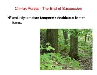 Climax Forest - The End of Succession
• Eventually a mature temperate deciduous forest
forms.

 