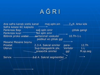 AĞRI
Ana safra kanalı sistik kanal     maj.spln.sin       7.-9. Arka kök
Safra kesesi KC kapsülü
Pankreas Başı              sağ spln sinir              çöliak gangl
Pankreas kuyr              sol spln sinir
Böbrek proks ureter       aortarenal vaskuler        10.Th-1.L
                            pedikul ve çöliak ggl
Mesane Mesane boynu
Prostat                   2.3.4. Sakral sinirler para-         12.Th
Uterus                    Sup.Hipogastrik plx. Vertebr         1.L
                           preaortik sinirler     ggl         M.sp.seg

Servix                 2.3.4. Sakral segmentler
 