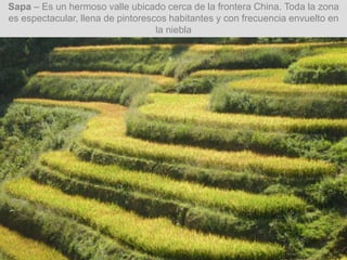 Sapa – Es un hermoso valle ubicado cerca de la frontera China. Toda la zona
es espectacular, llena de pintorescos habitantes y con frecuencia envuelto en
la niebla
 