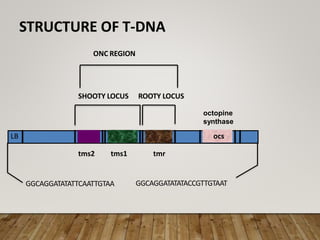 STRUCTURE OF T-DNA
LB
SHOOTY LOCUS ROOTY LOCUS
ONC REGION
tms2 tms1 tmr
ocs
GGCAGGATATATTCAATTGTAA GGCAGGATATATACCGTTGTAAT
octopine
synthase
 