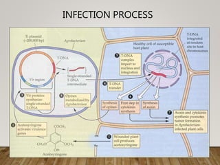 INFECTION PROCESS
 