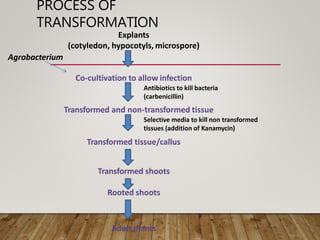 PROCESS OF
TRANSFORMATION
Explants
(cotyledon, hypocotyls, microspore)
Agrobacterium
Co-cultivation to allow infection
Antibiotics to kill bacteria
(carbenicillin)
Transformed and non-transformed tissue
Selective media to kill non transformed
tissues (addition of Kanamycin)
Transformed tissue/callus
Transformed shoots
Rooted shoots
Adult plants
 