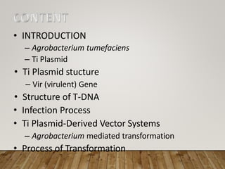 • INTRODUCTION
– Agrobacterium tumefaciens
– Ti Plasmid
• Ti Plasmid stucture
– Vir (virulent) Gene
• Structure of T-DNA
• Infection Process
• Ti Plasmid-Derived Vector Systems
– Agrobacterium mediated transformation
• Process of Transformation
 