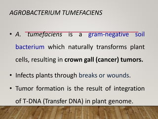 AGROBACTERIUM TUMEFACIENS
• A. tumefaciens is a gram-negative soil
bacterium which naturally transforms plant
cells, resulting in crown gall (cancer) tumors.
• Infects plants through breaks or wounds.
• Tumor formation is the result of integration
of T-DNA (Transfer DNA) in plant genome.
 