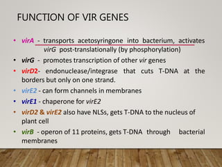 FUNCTION OF VIR GENES
• virA - transports acetosyringone into bacterium, activates
virG post-translationally (by phosphorylation)
• virG - promotes transcription of other vir genes
• virD2- endonuclease/integrase that cuts T-DNA at the
borders but only on one strand.
• virE2 - can form channels in membranes
• virE1 - chaperone for virE2
• virD2 & virE2 also have NLSs, gets T-DNA to the nucleus of
plant cell
• virB - operon of 11 proteins, gets T-DNA through bacterial
membranes
 