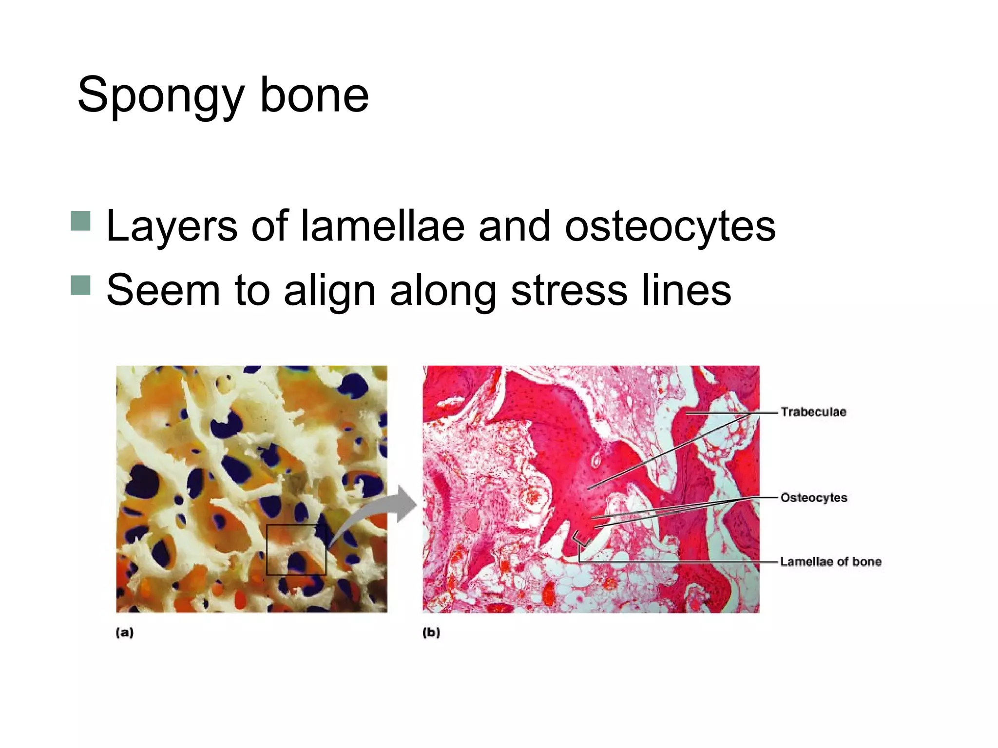 Layer Bone Problems Anatomy lab. 3 bone | PPT