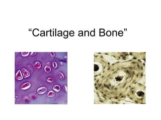 “Cartilage and Bone”
 