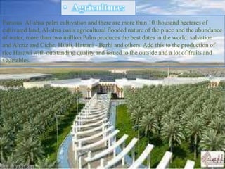 Famous Al-ahsa palm cultivation and there are more than 10 thousand hectares of
cultivated land, Al-ahsa oasis agricultural flooded nature of the place and the abundance
of water, more than two million Palm produces the best dates in the world: salvation
and Alrziz and Ciche, Hilali, Hatami - Barhi and others. Add this to the production of
rice Hasawi with outstanding quality and issued to the outside and a lot of fruits and
vegetables.
 