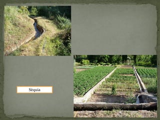 Sèquia
 