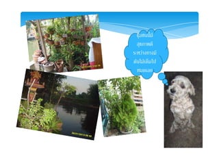 ชุมชนนี้มี
ีสุขภาพดี
ระหวางทางมี
 ไ  ็ ไปตนไมเตมไป
หมดเลย
 