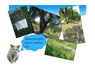 เหมือนจะเจอคนอยูในปา
รกลาง นะ ลองเขาไปดู
ดีกวา
 