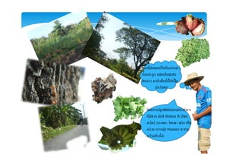 ตรงนี้มันเคยเปนที่รกลางมา
กอนนะลูก แตคนในชุมชน
ของเรา มาทําพื้นที่นี้ใหเปนของเรา มาทาพนทนใหเปน
ประโยชน
โดยการปลูกพืชผักสวนครัวตางๆ
ก็มีพวก ผักชี ตนหอม ขาวโพดกมพวก ผกช ตนหอม ขาวโพด
ตะไคร กระเพาะ โหรพา พริก เห็ด
กลวย กวางตุง หอมแดง มะขาม
อะไรอยางงี้ละอะไรอยางงละ
 