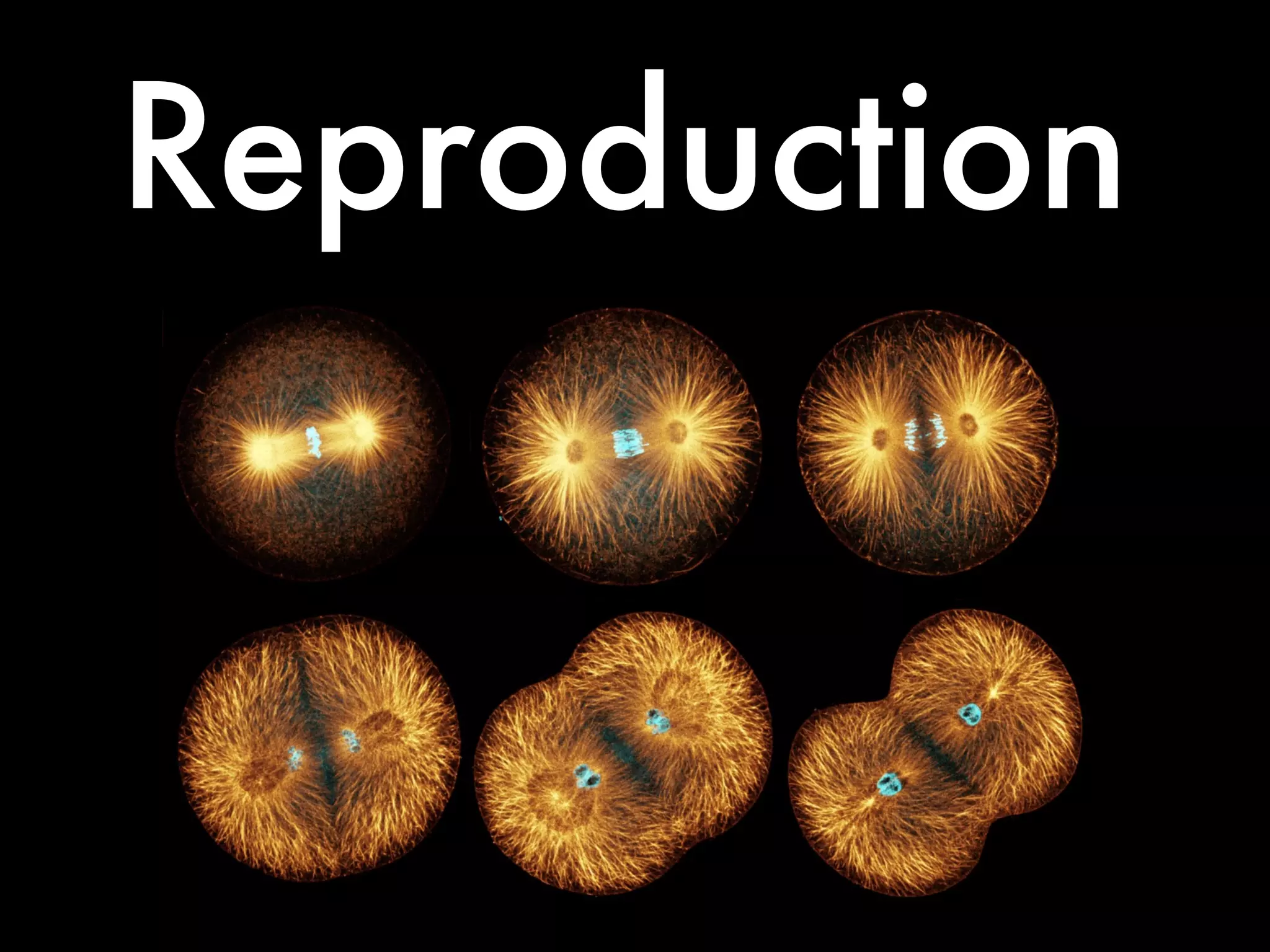 Reproduction
 