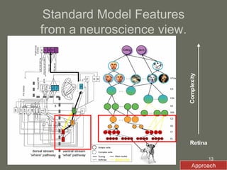 Standard Model Features from a neuroscience view. Retina Complexity Approach 