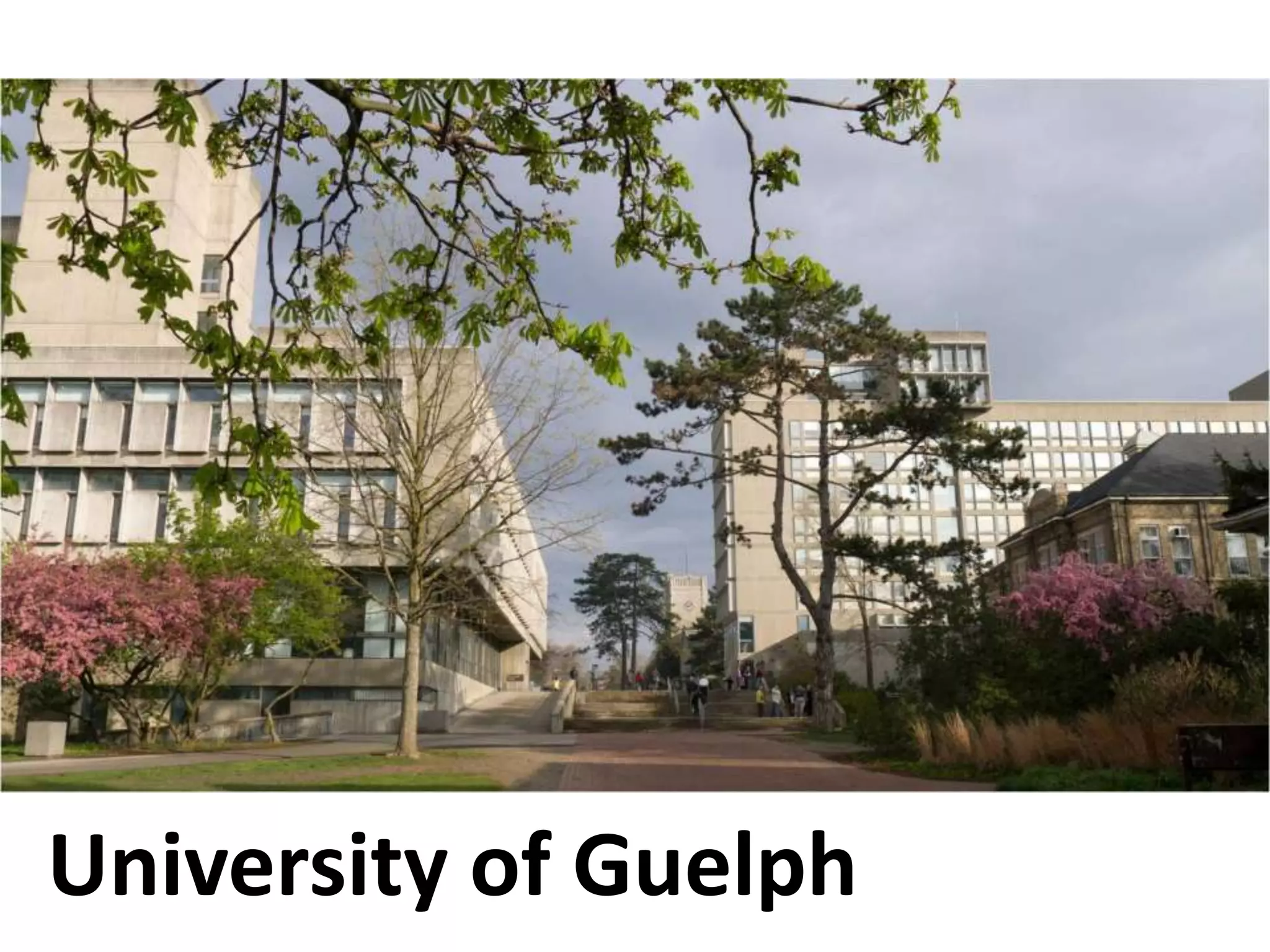 University of Guelph
 