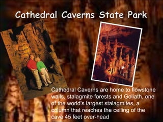 Cathedral Caverns are home to flowstone walls, stalagmite forests and Goliath, one of the world's largest stalagmites, a column that reaches the ceiling of the cave 45 feet over-head 