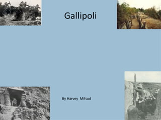 Gallipoli By Harvey  Mifsud  
