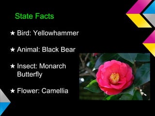 State Facts
★ Bird: Yellowhammer
★ Animal: Black Bear
★ Insect: Monarch
Butterfly
★ Flower: Camellia

 
