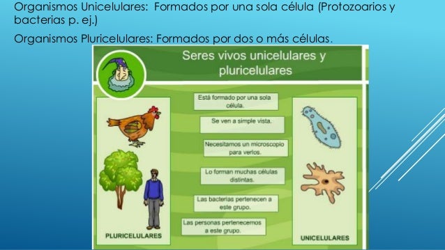 Celulas Procariotas Y Eucariotas