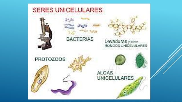 Celulas Procariotas Y Eucariotas
