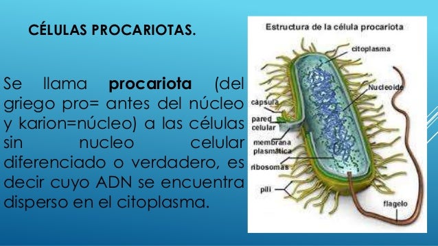 Celulas Procariotas Y Eucariotas