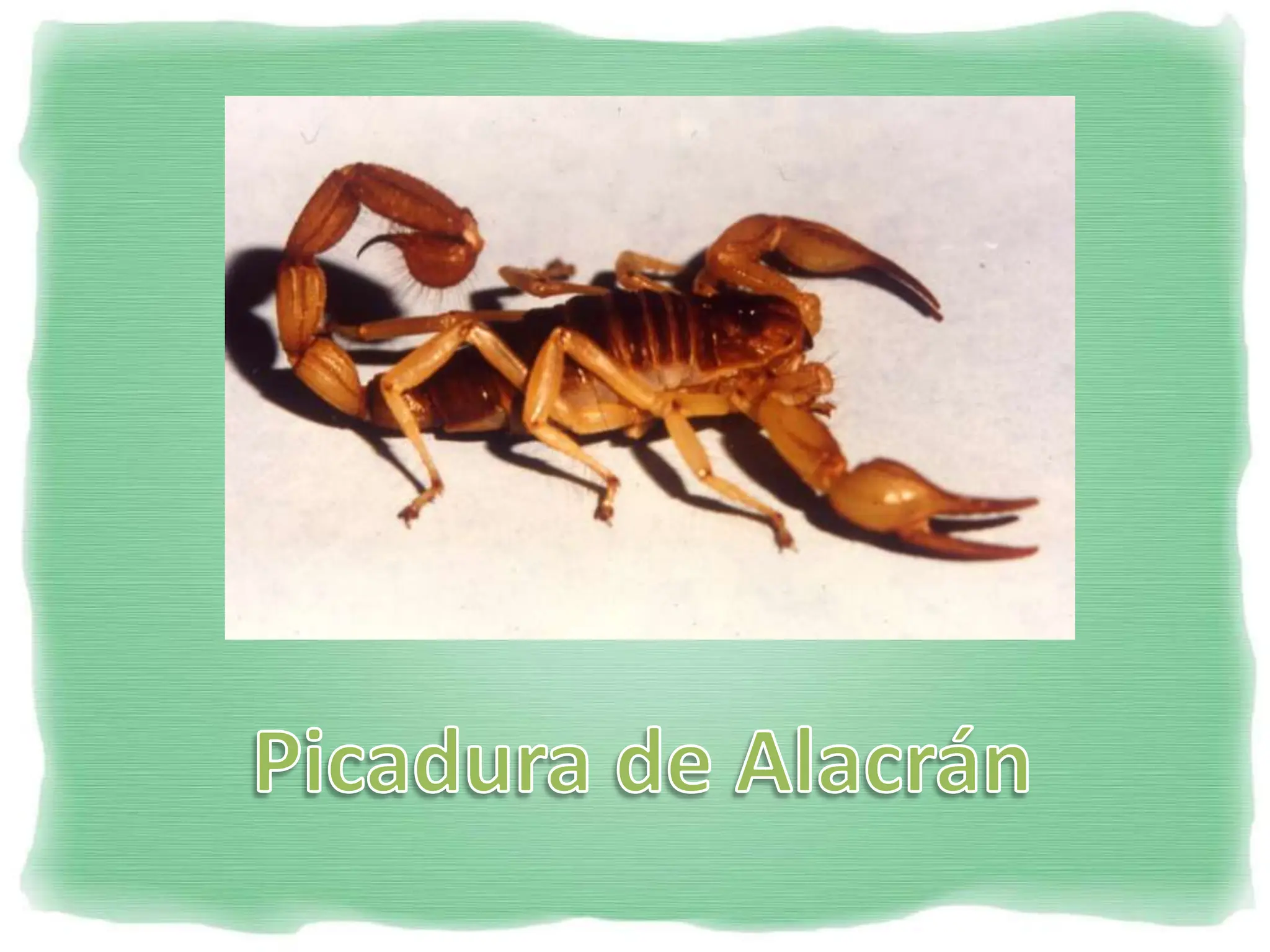 alacran-130418181636-phpapp024545781.pdf
