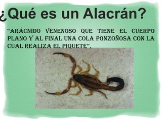 alacran-130418181636-phpapp024545781.pdf