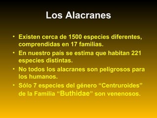 • Existen cerca de 1500 especies diferentes,
comprendidas en 17 familias.
• En nuestro país se estima que habitan 221
especies distintas.
• No todos los alacranes son peligrosos para
los humanos.
• Sólo 7 especies del género “Centruroides”
de la Familia “Buthidae” son venenosos.
Los Alacranes
 