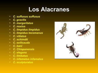 • C. suffusus suffusus
• C. gracilis
• C. margaritatus
• C. noxius
• C. limpidus limpidus
• C. limpidus tecomanus
• C. vittatus
• C. schimdti
• C. exilicauda
• C. bani
• C. Chiapanensis
• C. elegans
• C. limbatus
• C. infamatus infamatus
• C. sculpturatus
Los Alacranes
 